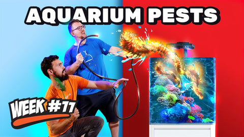 Nuisance Algae And Pests In Saltwater Aquarium | 12 Week Reef Video Tutorial #11