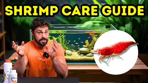 4 Proven Methods to Build a Thriving Shrimp Colony