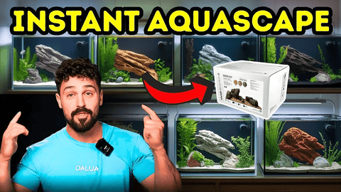WIO River Kits: Instant Aquascapes for Biotope Aquariums