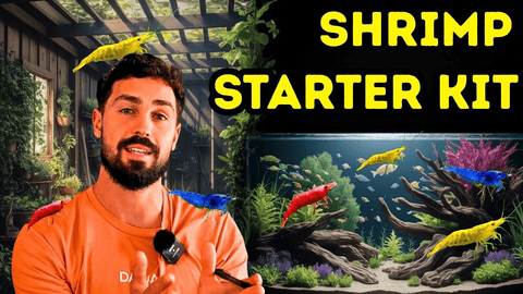 Starting a Thriving Cherry Shrimp Colony from Scratch Dalua Fishroom Guide