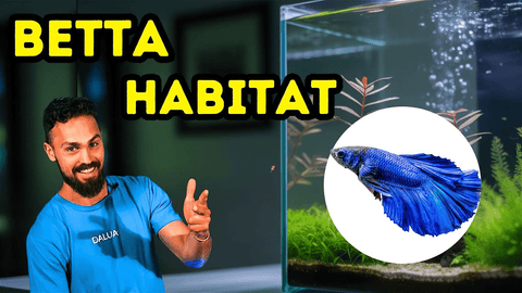 Betta Tank Setup Guide: Avoid Common Mistakes for Healthy, Happy Fish