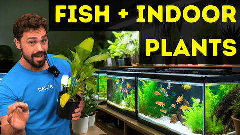 Top 10 Indoor Plants That Thrive in Aquariums