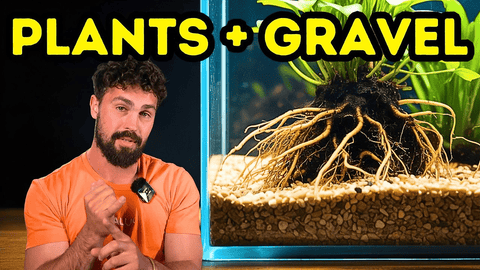 Best Plants for Gravel Aquariums That Thrive Substrate & Fertiliser Guide