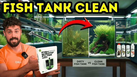 Fish Tank Maintenance Simplified: The Weekly Routine Every Aquarist Should Follow