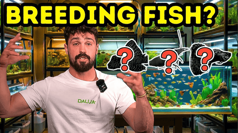 Fastest Breeding Fish & Shrimp for Beginners: Turn Your Aquarium Into a Side Income