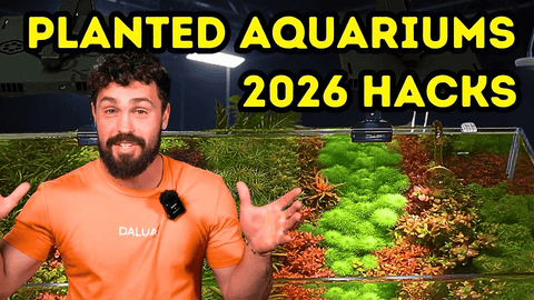 CO2, Fertz & Light: The 2026 Formula for Insane Planted Tank Growth