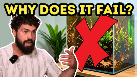 The Ultimate Blackwater Aquarium Guide: Long‑Term Botanical Tank Success