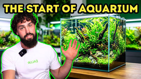 The First 30 Days of an Aquarium: What to Expect (DALUA FISHROOM Guide)