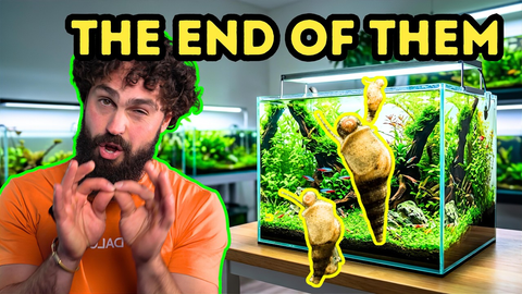 Fix Your Snail Infestation in Your Aquarium – DALUA Fishroom Guide