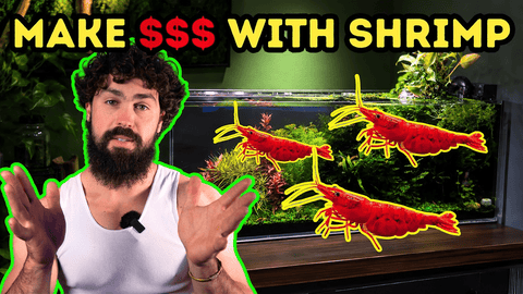 How I’d Build a Shrimp Colony That Pays for Itself – DALUA Fishroom Guide