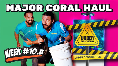 Perfect Coral Placement | 12 Week Reef Video Tutorial #10B