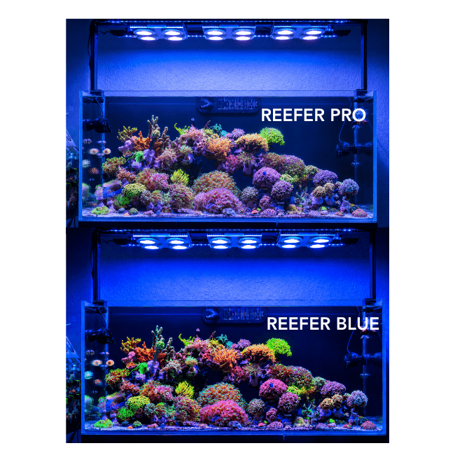 Illumagic X4 AQUARIUM LIGHTING DALUA