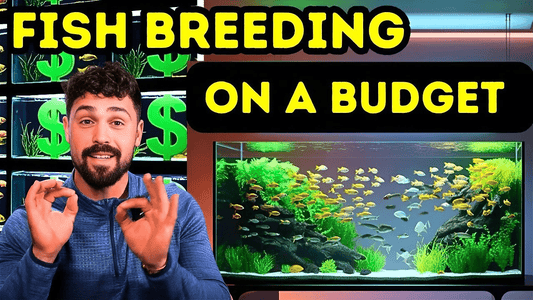 Breeding Aquarium Fish for Profit on a Budget
