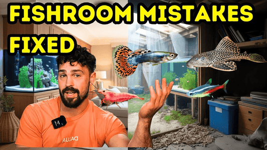 Beginner Fishroom Guide: Save Time & Money with Smart Setup Tips