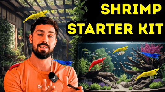 Starting a Thriving Cherry Shrimp Colony from Scratch  Dalua Fishroom Guide