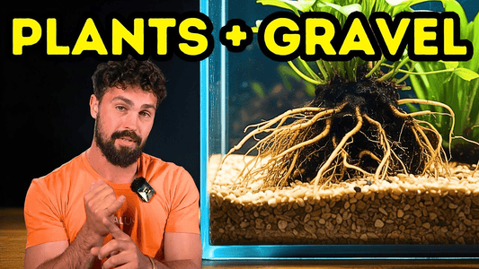 Best Plants for Gravel Aquariums That Thrive (Beginner‑Friendly Guide)