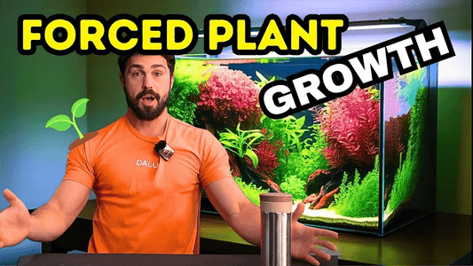 Fast & Vibrant Aquarium Plant Growth: The Fundamentals Explained