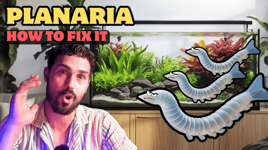 How to Get Rid of Planaria in Your Aquarium for Good (Safe & Effective Methods)