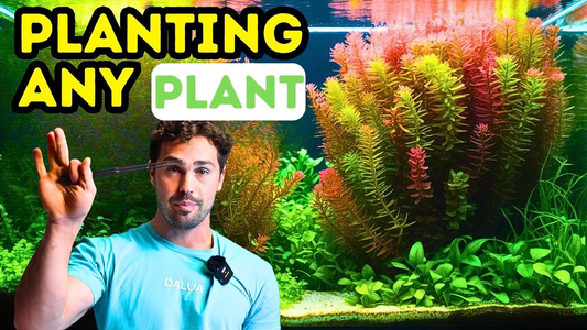 How to Set Up a Low-Tech Aquarium: Step-by-Step Guide