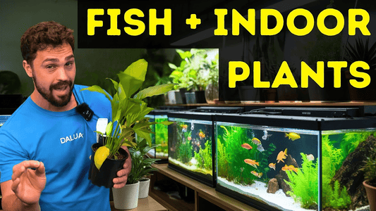 Top 10 Indoor Plants That Thrive in Aquariums