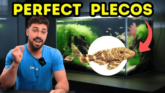 Bristlenose Pleco Care Guide (Beginner Friendly): Tank Setup, Diet & Tips