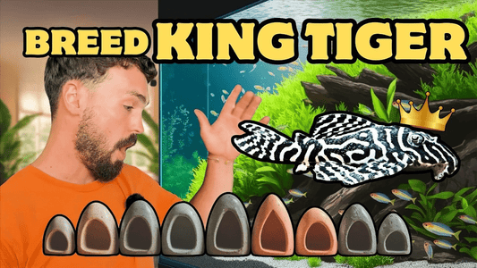 How to Breed the King Tiger Pleco (L333): Care, Feeding & Spawning Guide