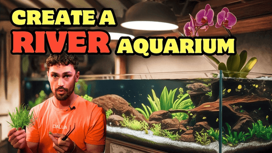 I Built My Dream Aquascape in 3 Hours Using the WIO River Kit