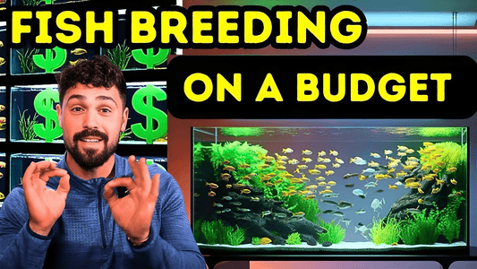 How to Make Money Breeding Aquarium Fish on a Budget — Beginner-Friendly Profit Guide
