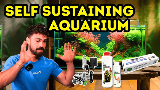 How This Aquarium Went 2 Years With No Water Changes (Self‑Sustaining Ecosystem Guide)