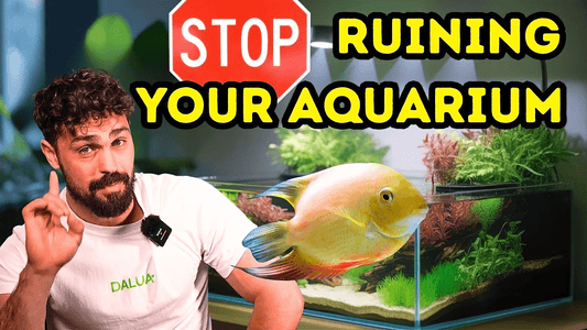Top 7 Mistakes New Fish Keepers Make (Beginner Aquarium Guide)