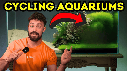Aquarium Cycle in 2026: How to Properly Cycle Your First Tank (DALUA Fishroom Guide)