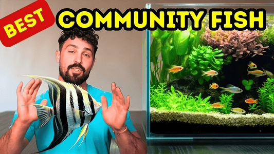 Top 6 Fish Every Community Aquarium Needs for a Peaceful, Colorful Tank