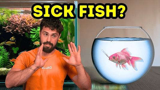 Identifying & Fixing Common Fish Diseases: Early Warning Signs Every Aquarist Must Know