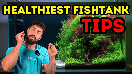 How to Maintain Stable Aquarium Water in 2026: Nitrogen Cycle, Filters & Plant Balance