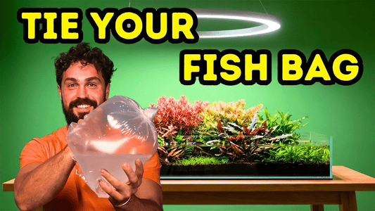 How to Tie a Leak‑Proof Fish Bag: The 3‑Step Method Every Aquarist Should Know