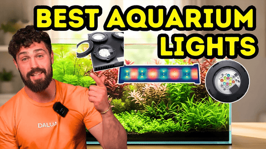 A Guide to Aquarium Lighting for Thriving Planted Tanks