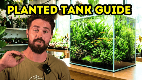 Why Most Planted Aquariums Fail in 60 Days — And How to Prevent It
