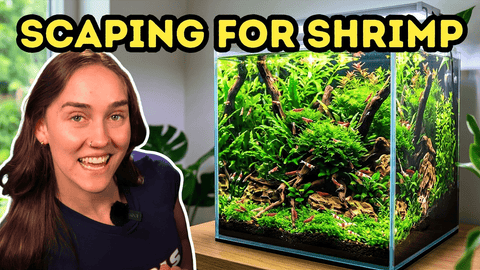 3 Easy Shrimp Aquascapes Using WIO River Kits — Build High‑Profit Shrimp Tanks