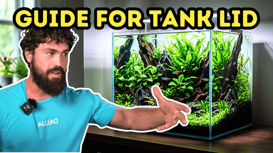Best Fish Tank Lid Guide: Glass vs Plastic vs Mesh (DALUA Fishroom Breakdown)