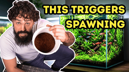 DIY Live Fish Food That Instantly Boosts Breeding — DALUA Fishroom Guide
