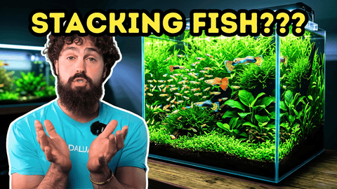 FISH BREEDING: How to Stack Fish for MORE Fry (DALUA Fishroom Guide)