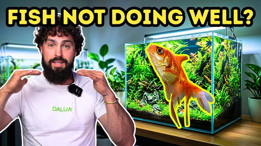 Why Your Fish Are Gasping at the Surface — Causes, Fixes & Prevention (DALUA FISHROOM)