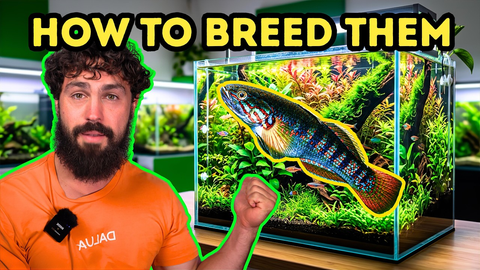 How to Trigger Gudgeon Breeding: Expert Tips from DALUA Fishroom (Full Guide)