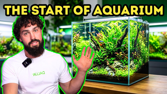 The First 30 Days of an Aquarium: What to Expect (DALUA FISHROOM Guide)