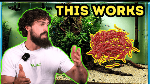 Best Foods for Breeding Aquarium Fish (That Actually Work) – DALUA Fishroom Guide