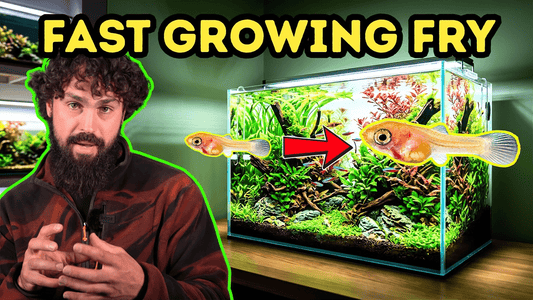 How to Grow Baby Fish Faster: The Real Breeder Method (Not Just Food)