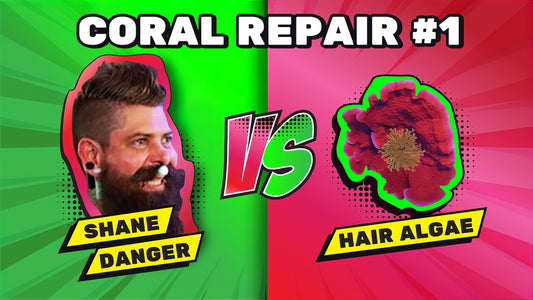 Vermetid Snails Hair Algae | Coral Repair #1