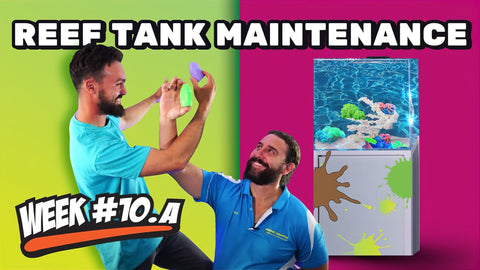 How To Clean and Maintain Your Saltwater Aquarium | 12 Week Reef Video Tutorial #10A