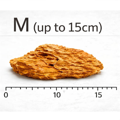 Dragon Stone (per Kg) Wood and Rock DaluaAustralia M - up to 15cm 