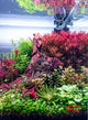 Freshwater Pixel LED Bundles All Sizes lighting bundle pack DALUA 